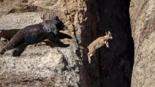 Bear Falls Off Cliff Stunned GravityDefying Mountain Goats [upl. by Tallia93]