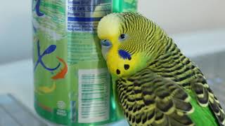 Parakeet answers as if he was Siri on an iPhone [upl. by Yren]