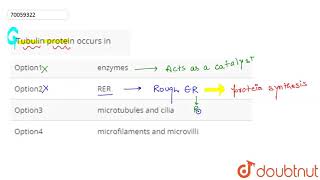 Tubulin protein occurs in [upl. by Jan919]