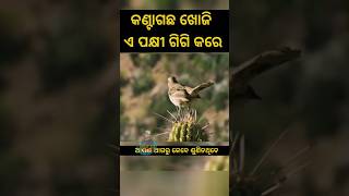 Why Mocking Bird doing poo on Cactus  factshorts sanjaysirodia [upl. by Buderus]