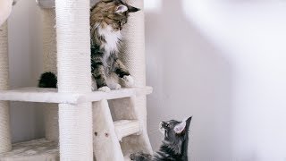 Maine Coons Play on Cat Tree King Part 5 Albus Trills [upl. by Natanhoj]