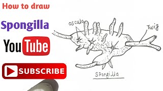 How to draw Spongilla Diagram  स्पंजिला का चित्र  Phylum Porifera  Zoology spongilla porifera [upl. by Balliol]