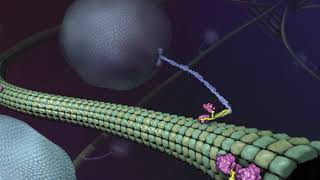 What is Kinesin Ron Vale Explains [upl. by Doykos]