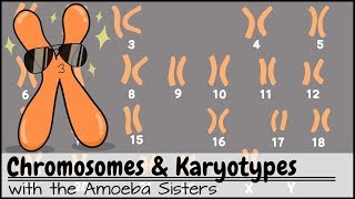 Chromosomes and Karyotypes [upl. by Atiuqiram335]