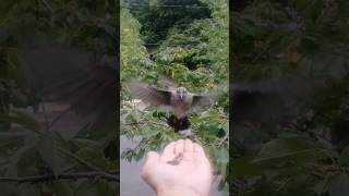 Baby Blue Jay visits for treats 💙 [upl. by Almira]