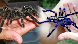 8 Jenis LabaLaba Terbesar Yang Pernah Ditemukan  Tarantula [upl. by Htessil]