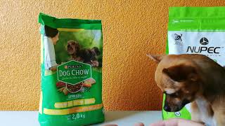 Probando 2 marcas de croquetas por 15 días quotDog Chow y NUPECquot en Perro Chihuahua AmigoChihuahua [upl. by Ynots770]