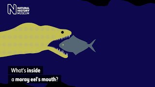 Whats inside a moray eels mouth  Natural History Museum [upl. by Acinok]