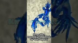 NAGA BIRU SAMUDERA GLAUCUS ATLANTICUS [upl. by Nnitsuj]