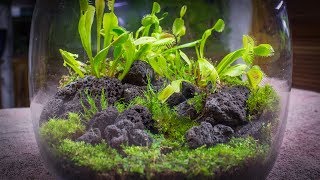 The Venus Fly Trap Terrarium [upl. by Damalas71]