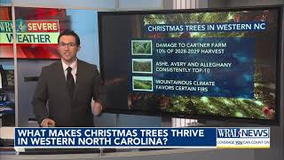 Why do Christmas trees thrive in western NC [upl. by Lyontine]