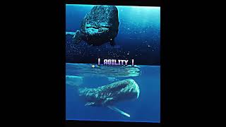 Livyatan vs Sperm Whale 1v1 animals paleontology livyatan whale mammals sea fyp [upl. by Orsino]