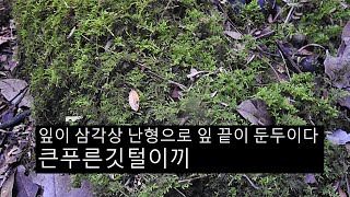 큰푸른깃털이끼 Thuidium subglaucinum Cardot [upl. by Denver]