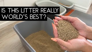 WORLDS BEST CAT LITTER REVIEW  SVEN AND ROBBIE [upl. by Rheinlander44]