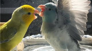 Parrotlet Talking amp Singing  Parrotlets Whistling [upl. by Adriel805]