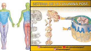 VÍAS ASCENDENTES DE LA MÉDULA ESPINAL  SISTEMA DE LA COLUMNA POSTERIOR LEMNISCAL MEDIAL [upl. by Ongineb366]