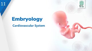 Embryology Lec11 Cardiovascular System [upl. by Traweek]