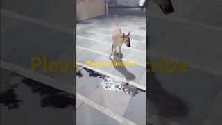 amezing behavior dog sorts viralvideo streetdog viralfunny sorts [upl. by Vasili]