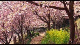 千葉県君津市の早咲き桜園 『コスモチェリーガーデン』 （河津桜他、約40種類早咲き桜） [upl. by Orelia]