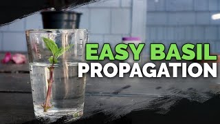 Propagating Basil Grow an INFINITE Supply Forever [upl. by Parhe]