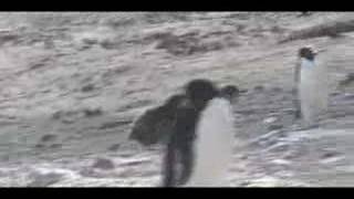 Adelie Penguin Feeding Chase [upl. by Benedetta]