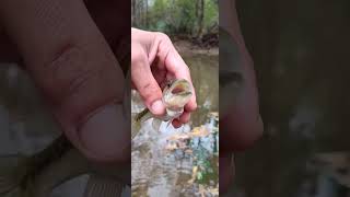 Creek Fishing Fish 1 teeny bass of 6 [upl. by Ole]