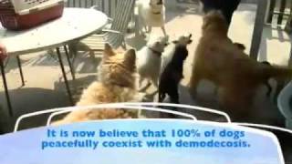 Demodectic Mange in Dogs [upl. by Tnecillim826]