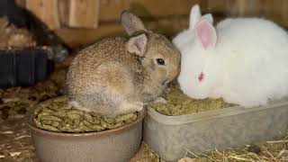 How to Help Your Baby Rabbits Survive 10 Tips To Follow [upl. by Amzu711]