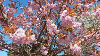 Prunus Serrulata Kanzan flowering japanese cherry blossom japansk kirsebærtræ [upl. by Eitsyrk]