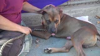 A5112589 Herman  Pit Bull [upl. by Graff303]