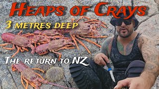 HEAPS OF CRAYFISH LOBSTER In 3 metres of water Kai down under back in NewZealand  CATCH AND COOK [upl. by Eiahpets69]