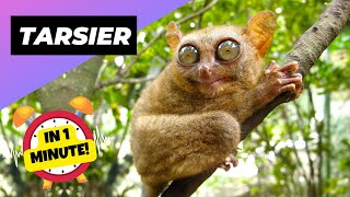 Tarsier  In 1 Minute 🐒 One Of The Cutest And Rarest Animals In The Wild  1 Minute Animals [upl. by Leahcimnaes]