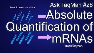 Absolute Quantification of mRNAs  Ask TaqMan 26 [upl. by Nigrom]