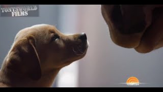 NEW  BUDWEISER PUPPY LOVE SUPER BOWL COMMERCIAL [upl. by Lauree]