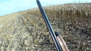 South Dakota Pheasant Hunting\Garden Hills [upl. by Adiell985]