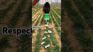 respect 🔥💯 rabbit 🐇🐰rabbit respect funny shorts [upl. by Natalie]