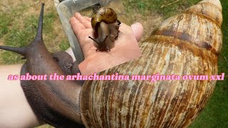 as about the archachatina marginata ovum xxl [upl. by Carpet496]