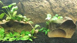 Second Anubias Sandwich 122723 [upl. by Ednargel]