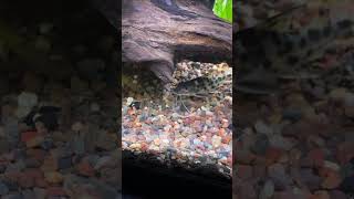 PICTUS CATFISH under the driftwood aquariumfishkeepers fishkeepingcommunity fishtankdesign [upl. by Aihc]