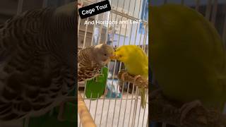 Thank You For 50 Subscribers shorts birds budgies parakeet animalcrossing [upl. by Tavy]