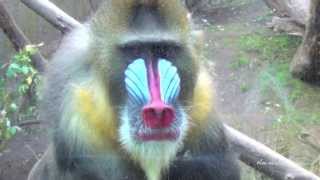 Mandrills  Very Colorful Monkeys [upl. by Niawd]