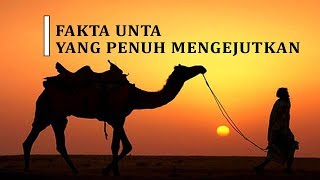 Budidaya Unta yuk Inilah fakta menarik tentang unta [upl. by Cherish811]