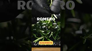 🚨ATENCIÓN 🚨 LO ÚLTIMO DEL ROMERO😱👨‍⚕️🤯romero plantas jardinería viralshorts [upl. by Wrench]