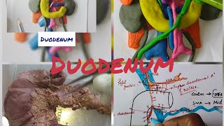 Anatomy of DUODENUM  full lecture [upl. by Haleemak]