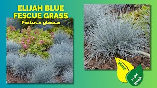 ELIJAH BLUE FESCUE GRASS  Festuca glauca [upl. by Amri302]