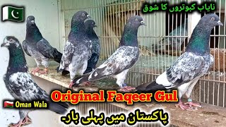 Oman 🇴🇲 walay Teddy or 💯 Original Faqeer Gul kabootar  Pigeons Gallery [upl. by Anniroc92]