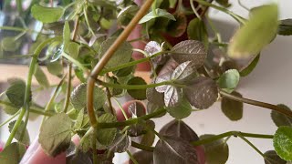 Repotting my Pilea Nummulariifolia [upl. by Meneau]