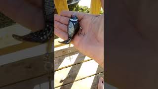 finding whopper plopper lures in the trees whopperplopper lures lurefishing [upl. by Eiddal658]