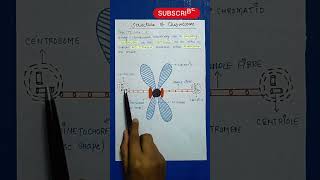 Chromosome  Difference Between Centrosome Centrioles [upl. by Htiduj]