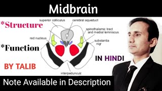 Midbrain Anatomy amp Physiology In Hindi  Structure  Function  Location  Brain  Nervous System [upl. by Falconer]